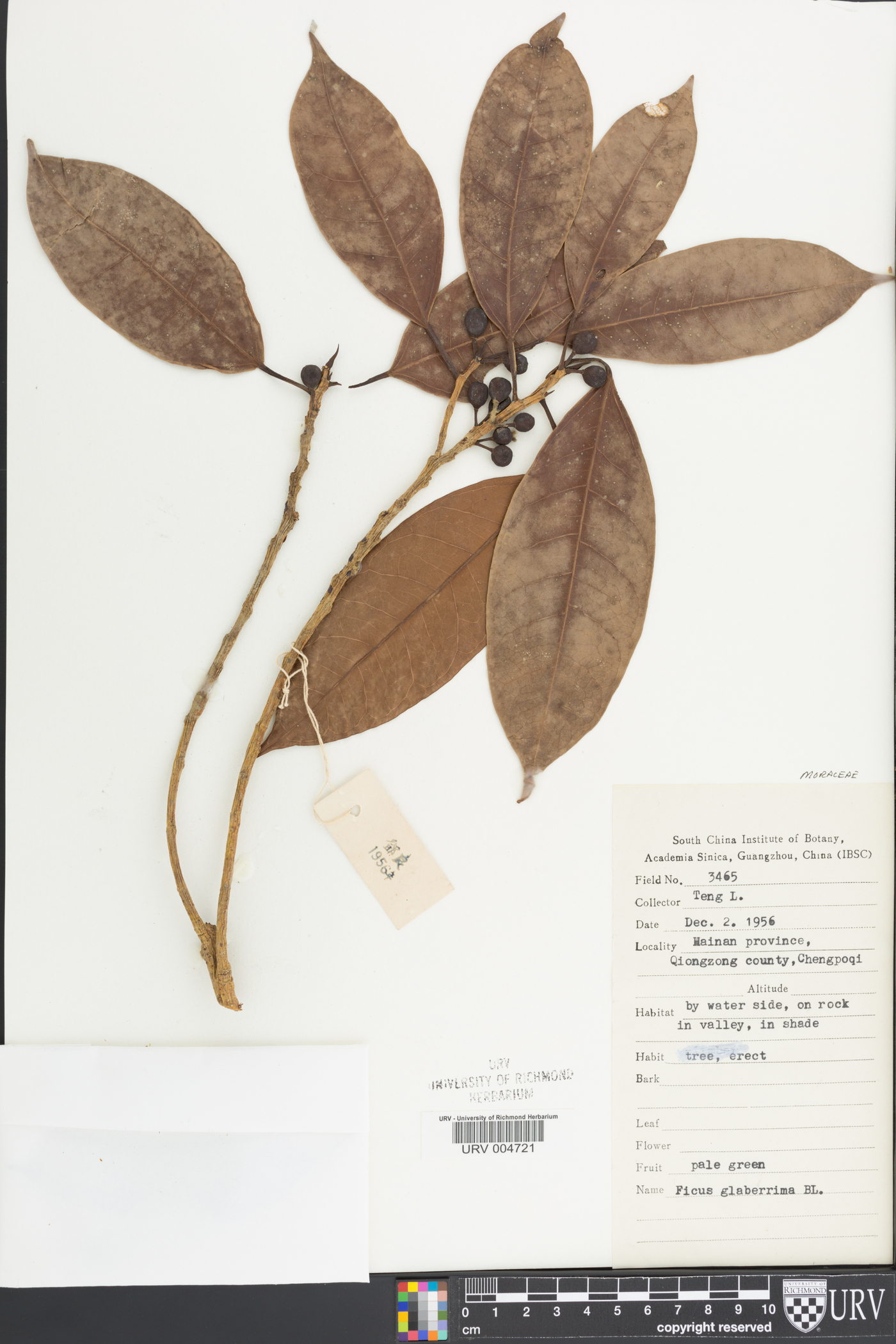 Ficus glaberrima image