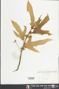 Ficus hirta image