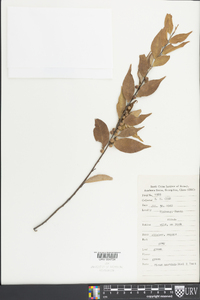 Ficus sarmentosa image