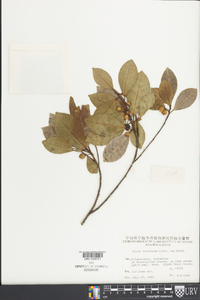 Ficus variolosa image