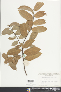 Malaisia scandens image