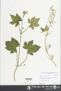 Humulus japonicus image