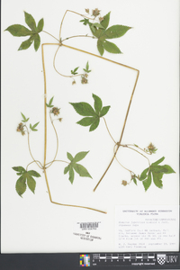 Humulus japonicus image