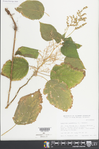 Laportea canadensis image