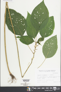 Laportea canadensis image