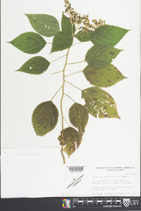 Laportea canadensis image