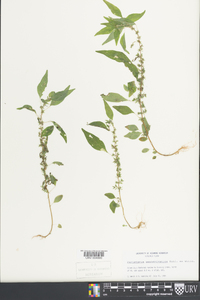 Parietaria pensylvanica image