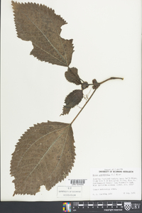 Pilea grandifolia image