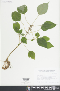 Pilea pumila image