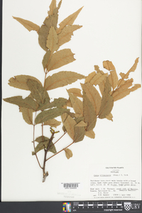 Carya illinoinensis image