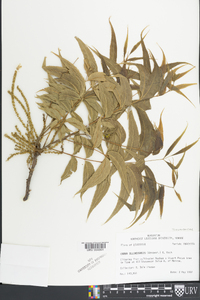 Carya illinoinensis image