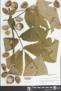 Carya laciniosa image