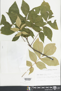 Carya ovalis image