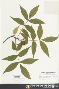 Carya pallida image