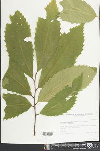 Castanea dentata image