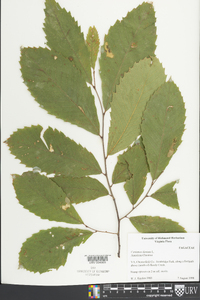 Castanea dentata image