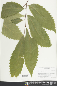 Castanea dentata image