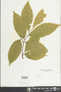 Castanea dentata image