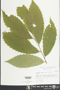 Castanea dentata image