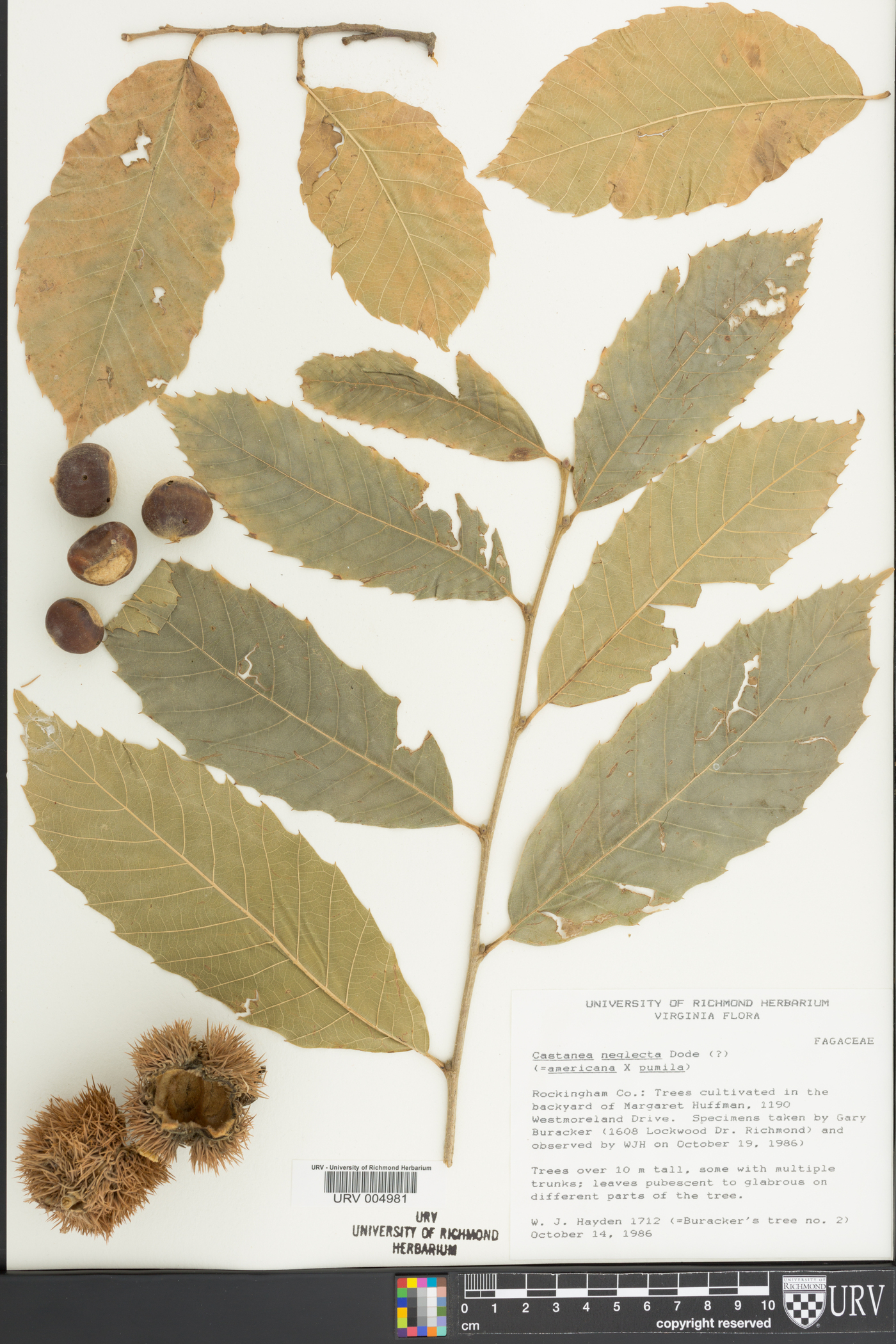 Castanea neglecta image