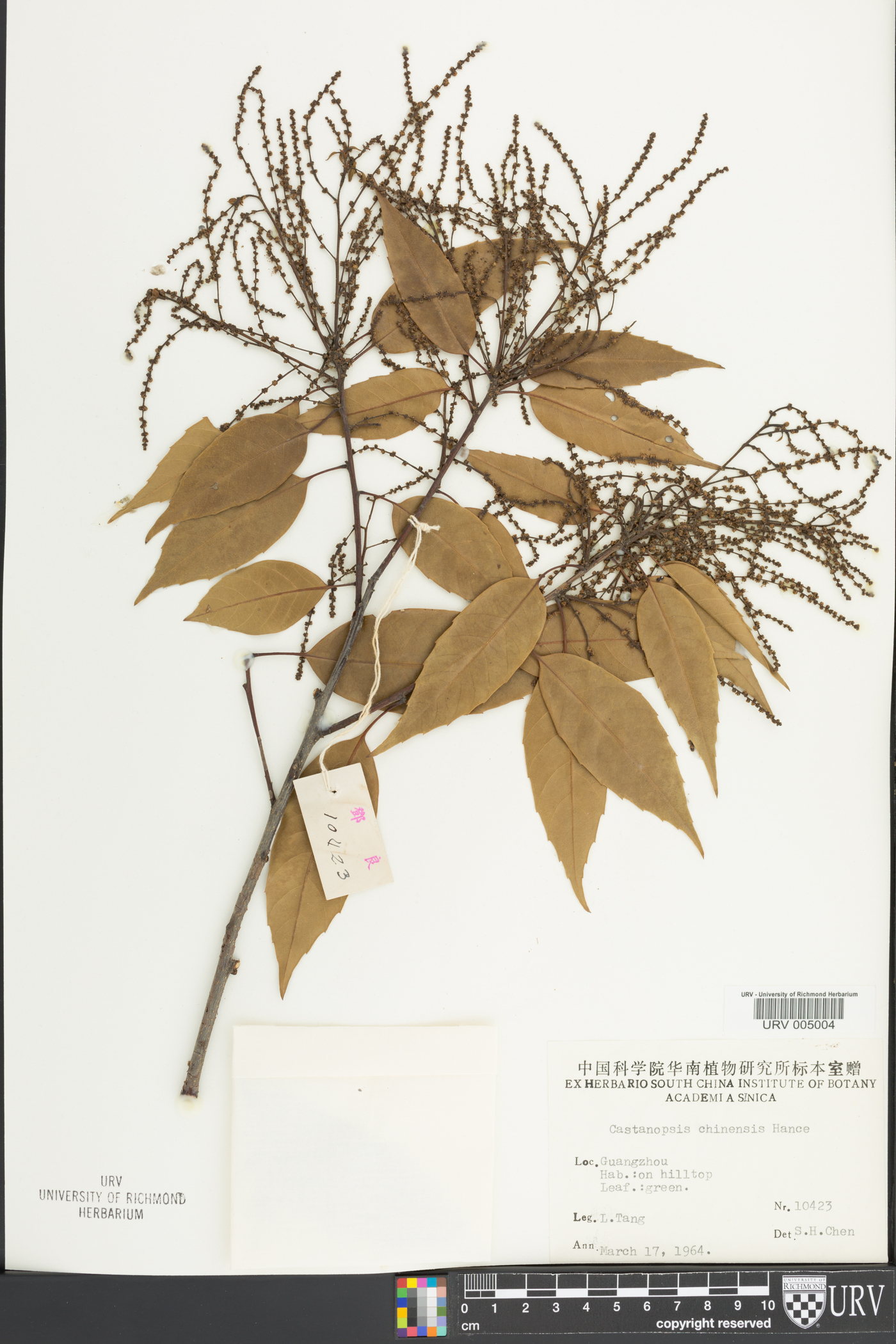 Castanopsis chinensis image