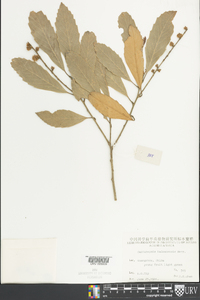 Image of Castanopsis hainanensis