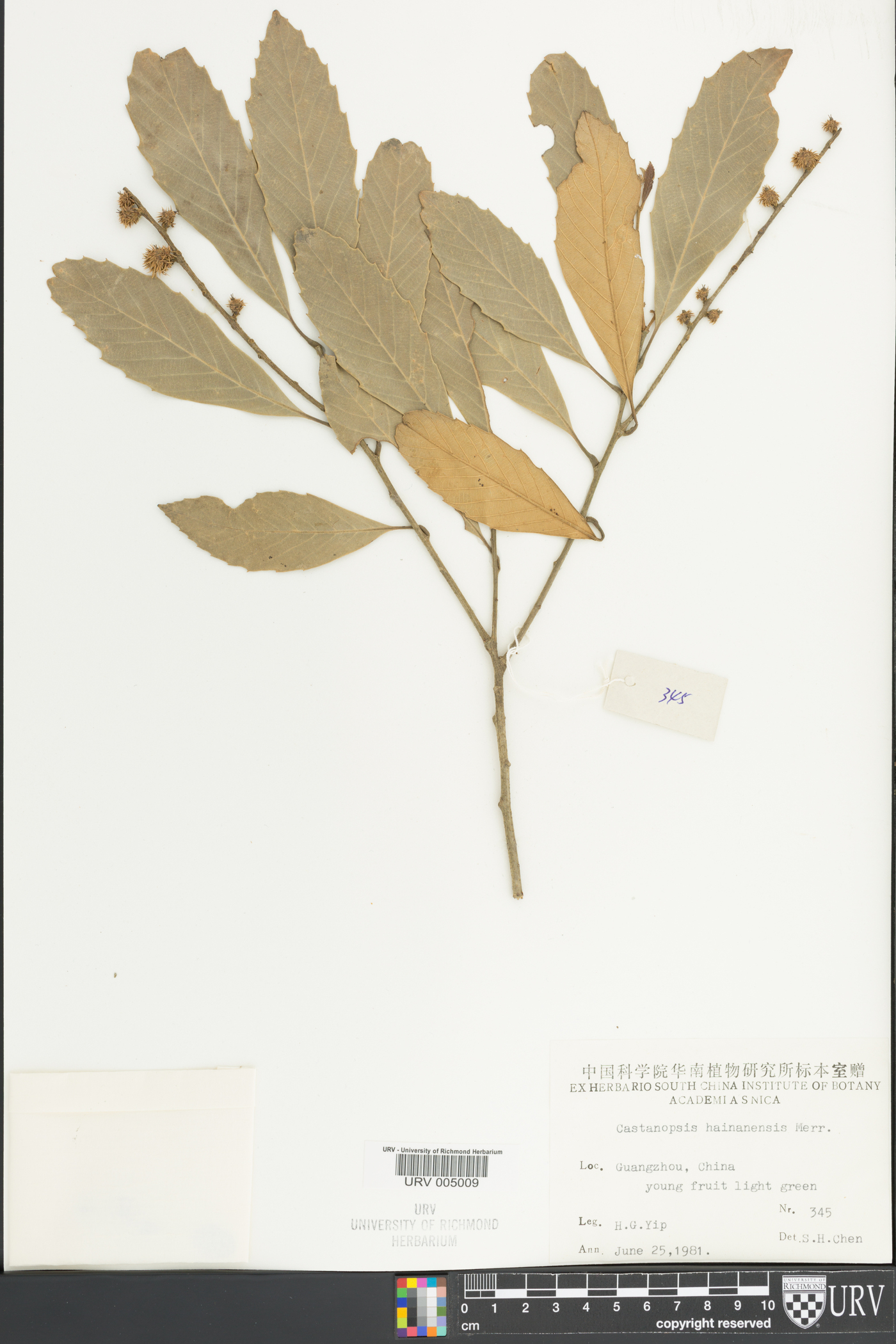 Castanopsis hainanensis image
