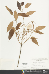 Castanopsis tribuloides image