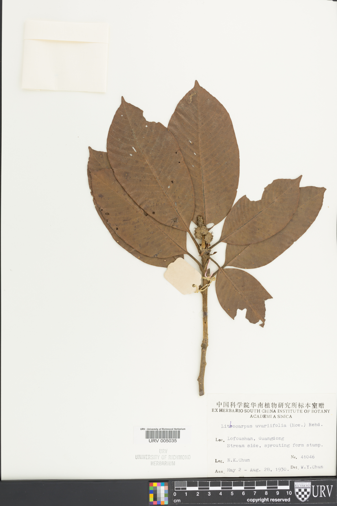 Lithocarpus uvariifolius image