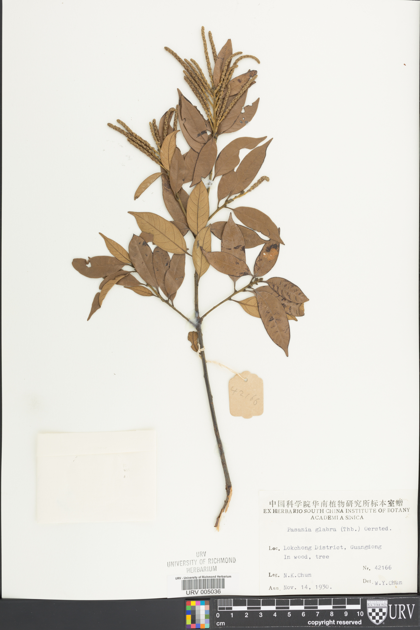 Lithocarpus glaber image