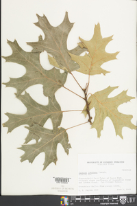 Quercus coccinea image