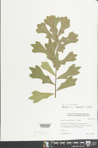 Quercus garlandensis image