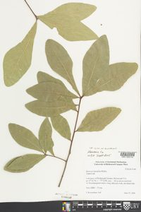 Quercus laurifolia image