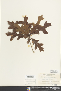 Quercus lyrata image