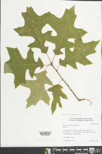 Quercus palustris image