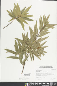 Quercus phellos image