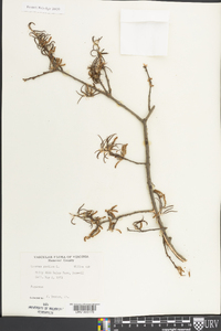 Quercus phellos image