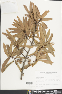 Quercus phellos image