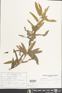 Quercus phellos image