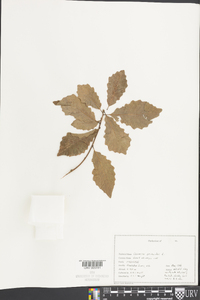 Quercus prinoides image