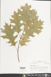 Quercus shumardii image