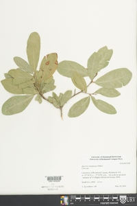 Quercus virginiana image