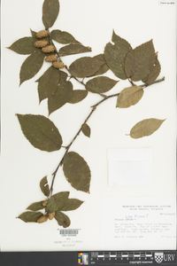 Betula lutea image