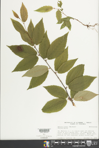 Betula lutea image