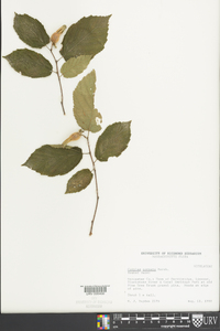 Corylus cornuta image