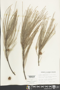 Casuarina equisetifolia image