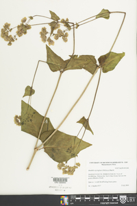 Mirabilis nyctaginea image