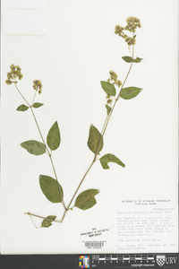 Mirabilis nyctaginea image