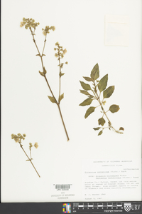 Mirabilis nyctaginea image