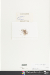 Drosanthemum speciosum image